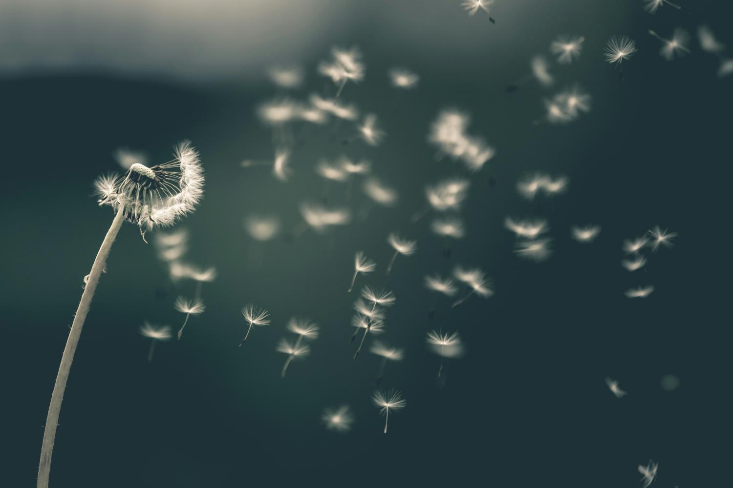 Foto van een ondiepe focus van een witte paardenbloem door Saad Chaudhry op Unsplash