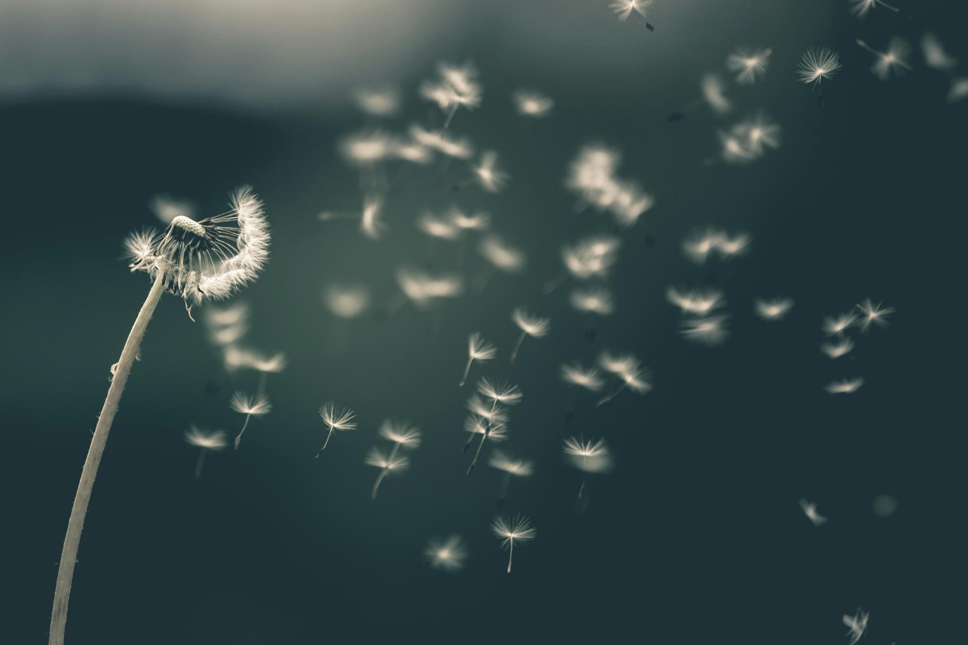 Foto van een ondiepe focus van een witte paardenbloem door Saad Chaudhry op Unsplash